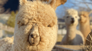 5 Things to Know Before You Bring Alpacas Home - Green Gable Alpacas