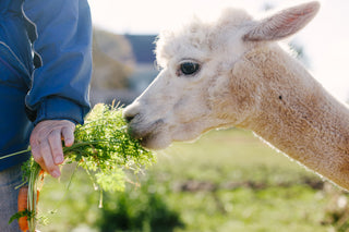 Pearl the alpaca sniffs carrot greens from the hand of owner