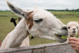 Griswold the llama enjoying an apple.