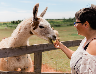 Griswold the llama at Green Gable Alpacas enjoying a treat from a farm visitor.