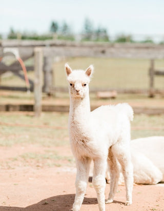 Whisper the alpaca | Green Gable Alpacas | Prince Edward Island