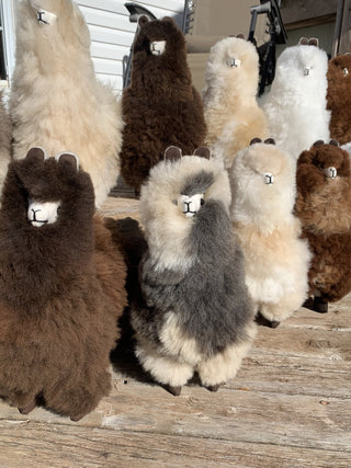 Lovely Llama - Green Gable Alpacas
