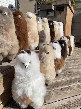 Lovely Llama - Green Gable Alpacas