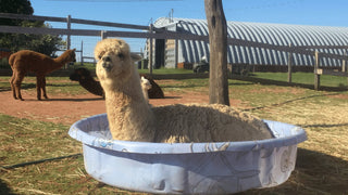 A Beginners Guide to Histograms; A Tool for Alpaca Farmers - Green Gable Alpacas