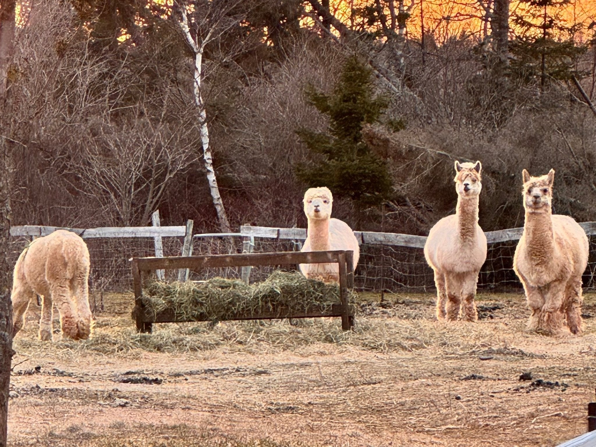 Alpaca Breeding at Green Gable Alpacas: Roller’s Next Chapter