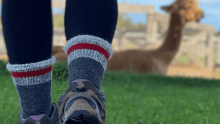Hiker wearing alpaca socks walking towards an alpaca