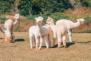A group of young alpacas.