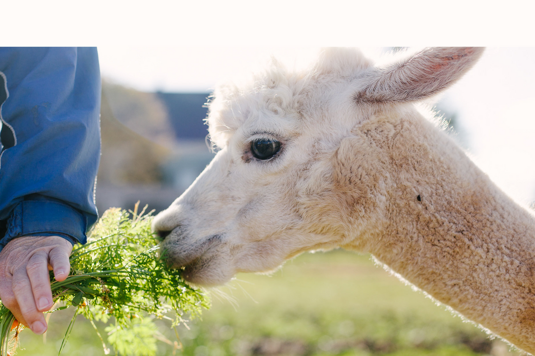 Green Gable Alpacas Premium Alpaca Yarns Farm Tours Store