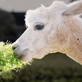 Pearl the alpaca sniffing carrot tops at Green Gable Alpacas
