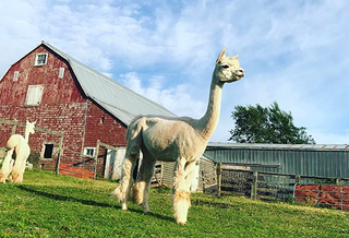 A white alpaca standing in front of a red barn