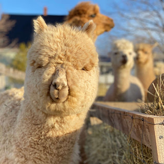 Be an Alpaca Farmer - Green Gable Alpacas