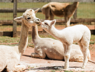 Alpaca mom Pearl and her daughter, Minnie P are nose to nose at Green Gable Alpacas in Prince Edward Island.