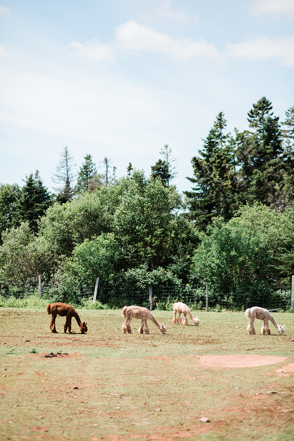 alpacas grazing