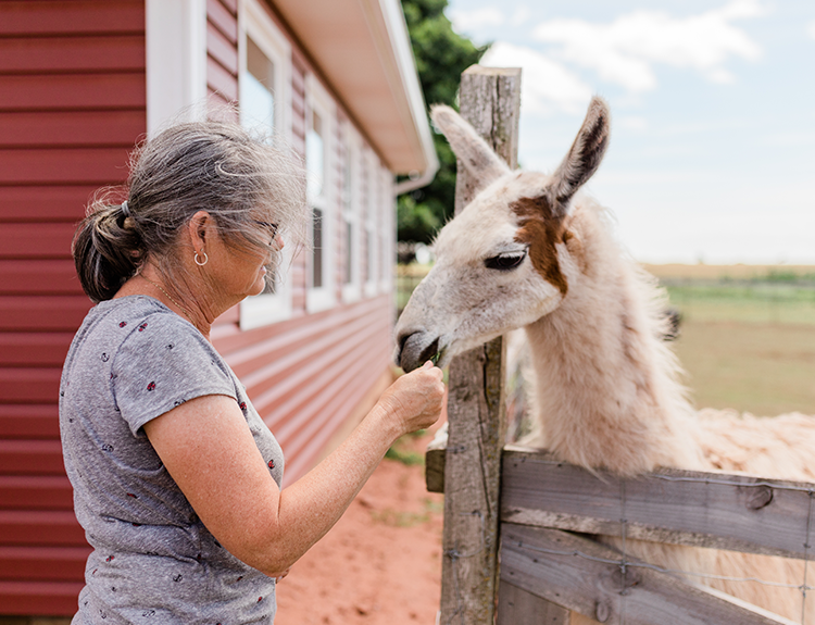 Janet, the owner of Green Gable Alpacas sharing a special moment with Griswold the guard llama.