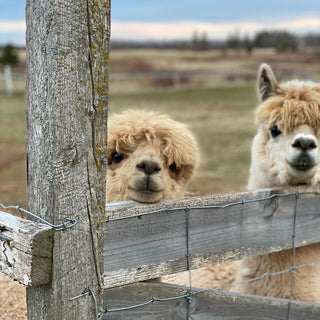 two alpacas looking over a fence